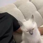 قطه للبيع مع كامل اغراضها