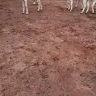 اجفار مطورات خصم