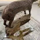 وبر محنط للبيع