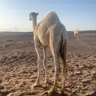 قعود لبناني
