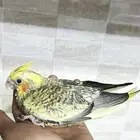 كروان