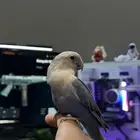 ببغاء روز هدد نشبه يصلح للأطفال