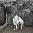 خروف فحل
