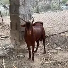 تيس فحل شرط