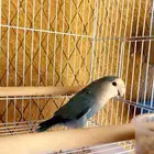 روز انثى