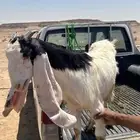 جفرة للبيع