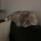 حي الوادي