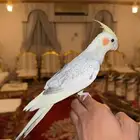 كروان اليف وهدد (( نشبه ))تم البيع