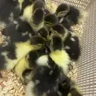 صوص بط الكمية محدوده