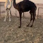 حشو طيبه