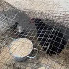 دجاج بياض بلدي