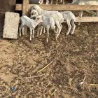 7 ضان مناتيج شهرين
