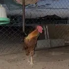 ديك تركي للبيع