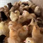 صوص بلدي تم البيع