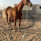 فرس مشروكه