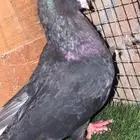 زوج قطيفي طقم منتج