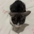 كيتن بلدي لتبني