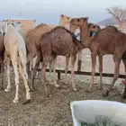 حشو تربيه