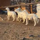 خرفان للبيع