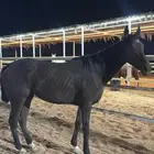 فرس فيها خلع من جهت القطاه او بدايت حمره وجوازها موجود