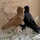 صنعاني كرنقو ازواج جملة