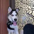 كلب هاسكي للبيع العاجل العمر 5 شهور