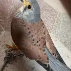 باشق وحش