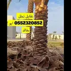 نقايل نخل نظيف جدا