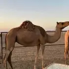 ناقه لحم