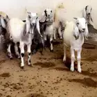 جفار مقنوي صنف