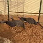 دجاج حبشي للبيع