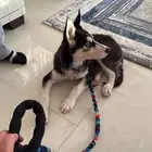 هاسكي للبيع جرو وصغير الي يبغاه يتواصل معي