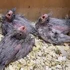 كروان ايميرالد ودبل فاكتور عشاق الطفرات