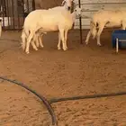 فحل حري