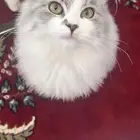 ثلاث قطط للتبني