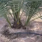 نخل للبيع