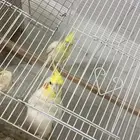 جوز لاتينو الذكر مشاءالله متكلم فالوجه والصحه تب