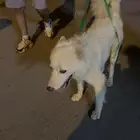 كلب ابيض