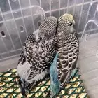 فرخين بادجي مميزه