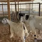 تيس فحل مشروك