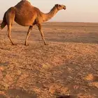 بكرا جذعه لقحه شعلا