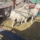 طليان تربيه