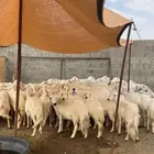 ضان