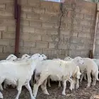 للبيع رخال حريه مقنوي