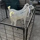 للبيع 4 معزا دفيع