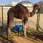 قعود العمر سته اشهر