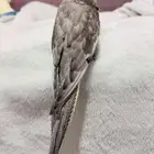 كوكاتيل دومنت باستيل فيس