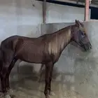 حصان ورق دم ابطال عالم