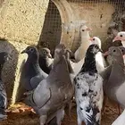 زغاليل فاخره
