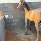 مهره